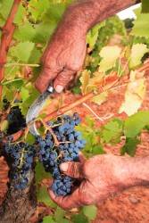 Best Bets for Garnacha (Grenache) Wines Under $20